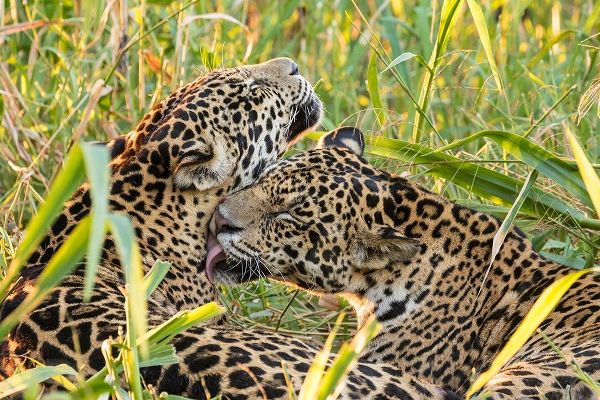 Brazil-Pantanal Close-up of jaguars grooming